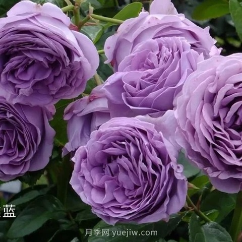Лавандовый Букет (Lavender Bouquet)