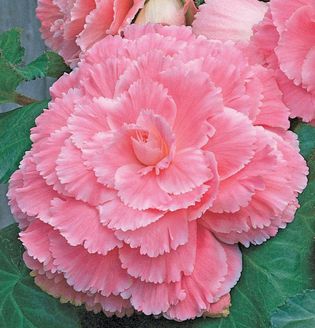 S2328 Бегония клубневая AmeriHybrid Lace Pink 5шт.