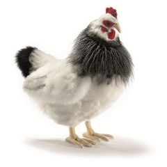 Hansa Мягкая игрушка 