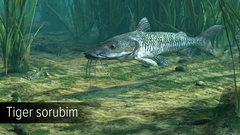 Ultimate Fishing Simulator - Amazon River (для ПК, цифровой код доступа)