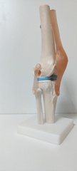Модель коленного сустава