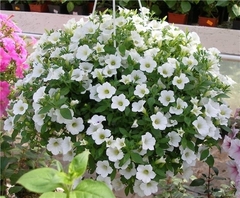 3285 Петуния BLANKET WHITE (ВЕСНА 2025)