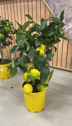 Цитрофортунелла Лимон штамбовая