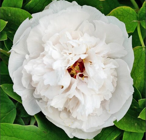 Пион древовидный Белая Башня