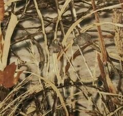 Ткань Оксфорд 600D Рипстоп 1000 PU WR, 330 гр/м.п., камыш