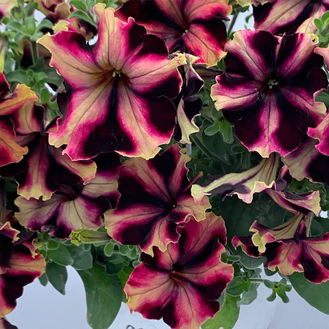 S60243 Петуния Can Can Harlequin Burgundy Yellow 10 шт.