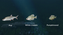 Ultimate Fishing Simulator - New Fish Species (для ПК, цифровой код доступа)