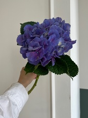 Гортензия в синем оттенке