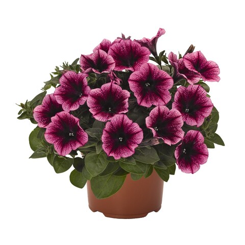 3259 Петуния SWEETUNIA BURGUNDY GEM (ВЕСНА 2025)
