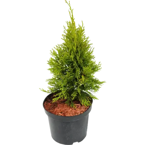 Туя западная 