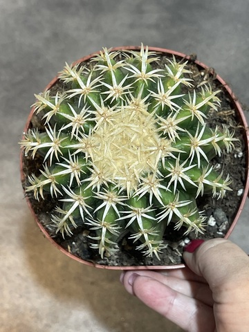 Эхинокактус Грузони Бревиспинус d13