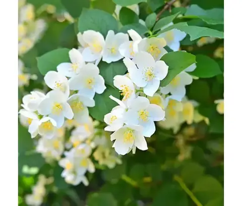Жасмин садовый (Чубушник) 