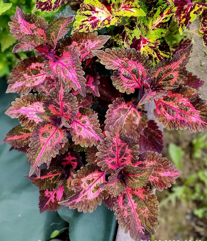 Сибиль UO колеус