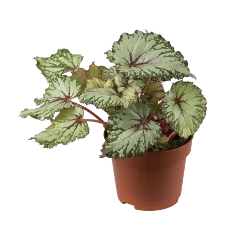 Бегония Рекс