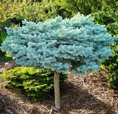 Ель колючая Глаука Глобоза