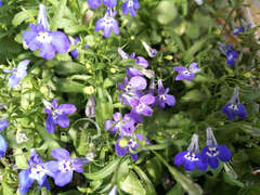 Лобелия прямостоячая синяя с белым глазком