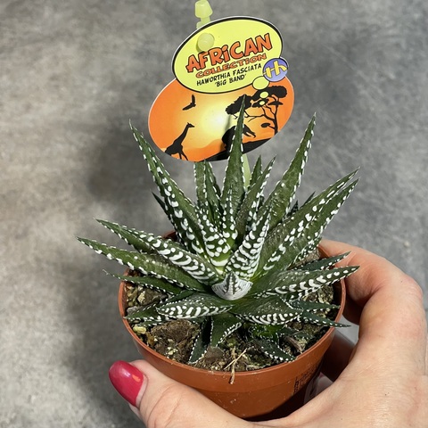 Хавортия Фасциата Биг Бенд d9