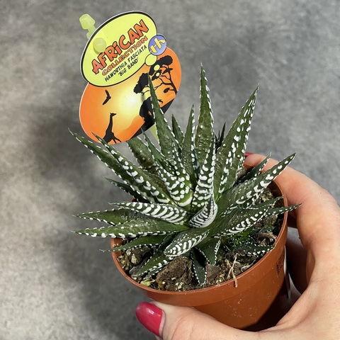 Хавортия Фасциата Биг Бенд d9