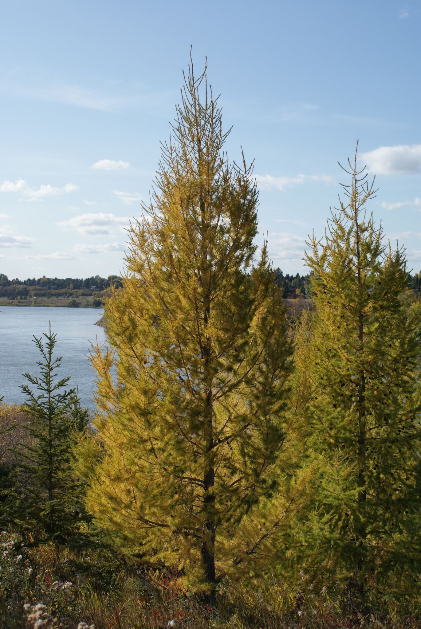 Семена Лиственница американская Larix laricina