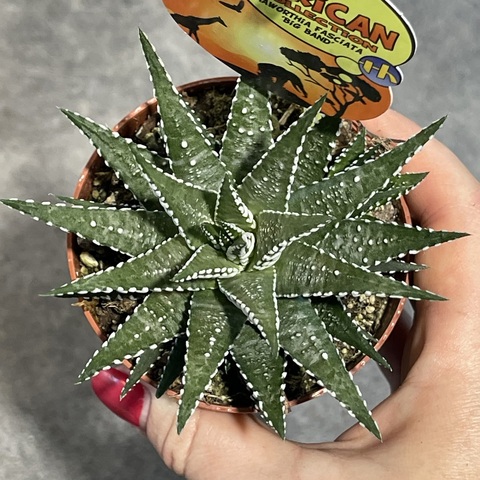 Хавортия Фасциата Биг Бенд d9