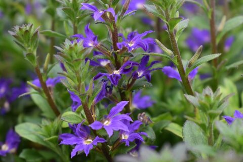 3417 Сцевола SCALORA DARK VIOLET (ВЕСНА 2025)