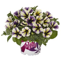 3234 Петуния PEPPY BLUEBERRY MUFFIN (ВЕСНА 2025)