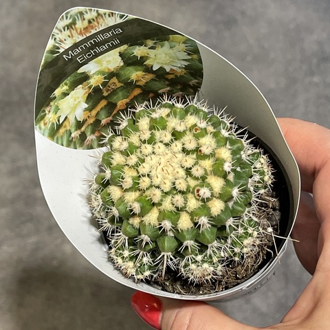 Маммиллярия Эихламии d7