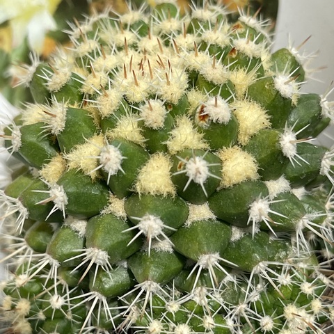 Маммиллярия Эихламии d7