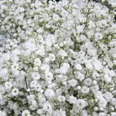 3789 Гипсофила FESTIVAL WHITE (ВЕСНА 2025)