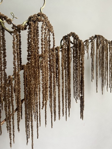 Амарант стабилизированный коричневый