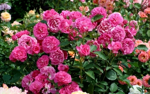 Наоми Ренессанс(Naomi Renaissance)