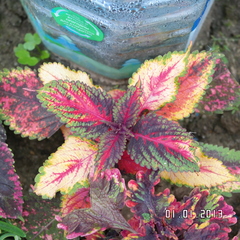 Подарок LO 6 колеус КСР