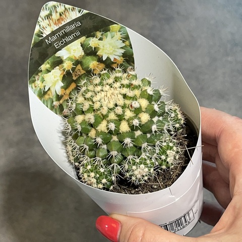 Маммиллярия Эихламии d7