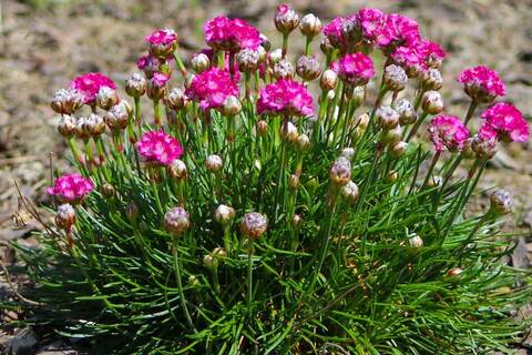 Армерия приморская Рубрифолия | Armeria maritima Rubrifolia (Р9)