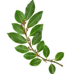 Эфирное масло Лавра благородного (Noble Laurel) - 10 мл. Compagnie des Sens