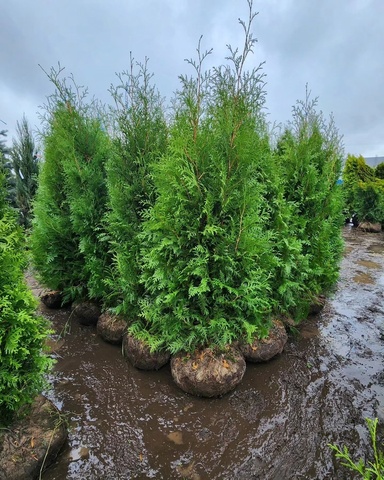 Туя западная Кинг оф Брабант АКЦИЯ | Thuja occidentalis King of Brabant 160-180см