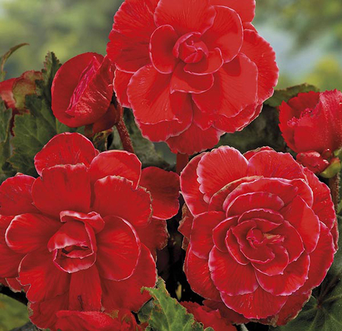 S2329 Бегония клубневая AmeriHybrid Lace Red 5шт.