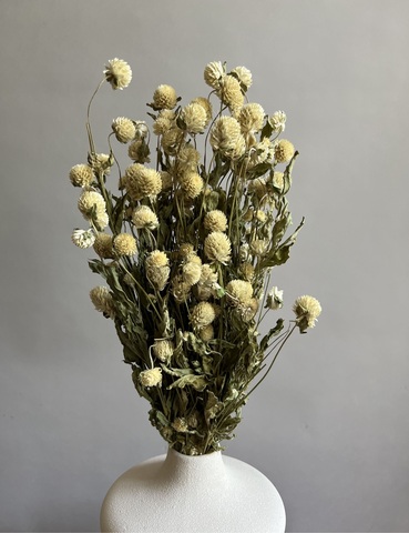 Гомфрена молочная