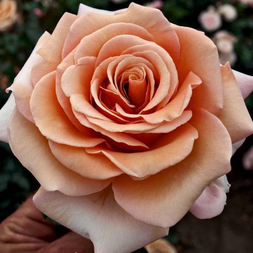 Роза мокароза фото