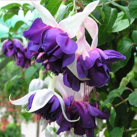 3588 Фуксия DEEP PURPLE (ВЕСНА 2025)