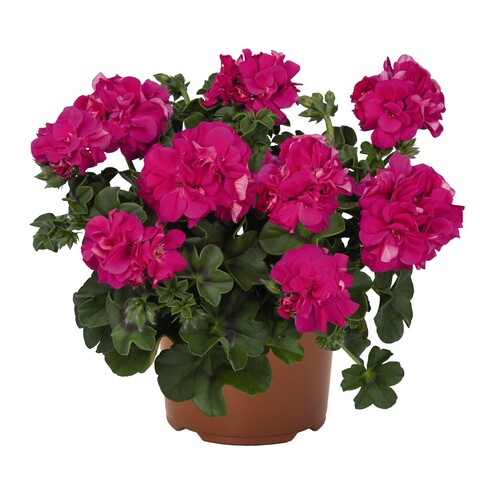 3124 Пеларгония плющелистная ATLANTIC FUCHSIA  (ВЕСНА 2025)