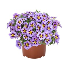 19126 Калибрахоа TIK TOK SKY BLUE (ОСЕНЬ 2025)