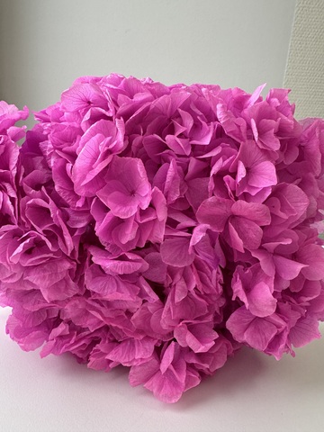 Гортензия стаб. Неоново-розовый