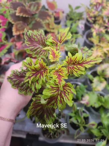 Maverick SE