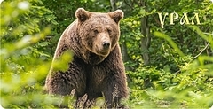 Кружка Урал №0050 Медведь в зеленом лесу