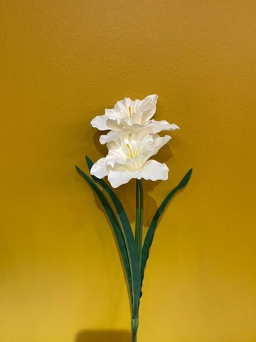 Нарцисс , цвет белый