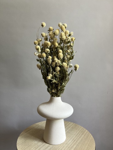 Гомфрена молочная