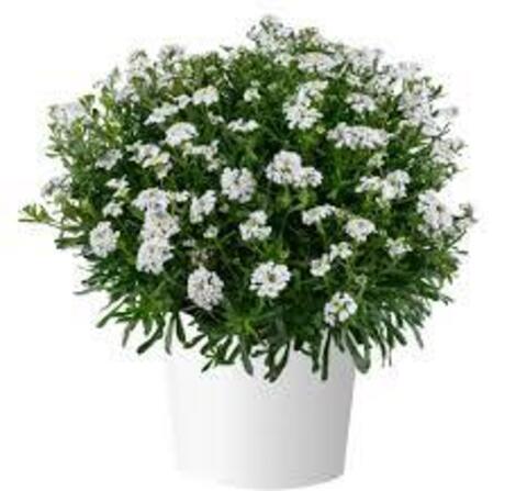 3790 Иберис FIRST FLUSH GRACE (ВЕСНА 2025)