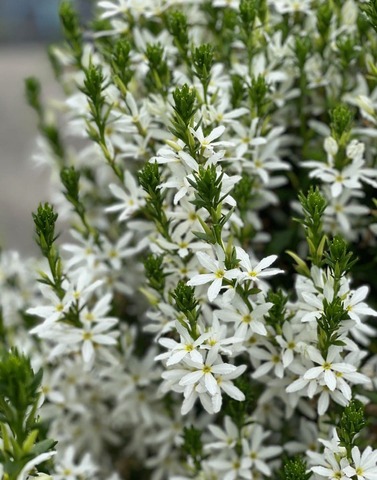 3422 Сцевола STARDIVA STAR WHITE (ВЕСНА 2025)