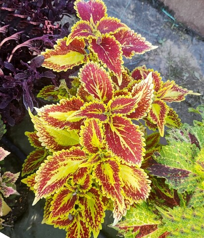 Amber Sunset Тай колеус КСР